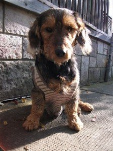 Én és a mellénykém 2010 ősz